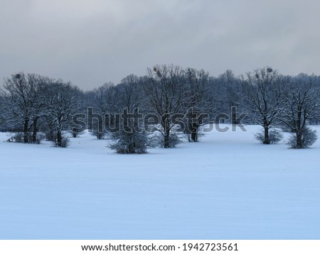 Beautiful snow in a nature park
