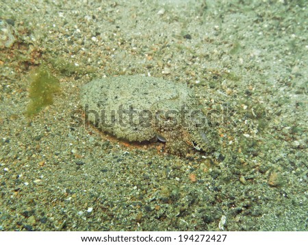 Camouflaged cuttlefish, changing its color to match the sand bottom.