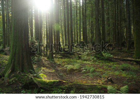 Backlit green forest in summer