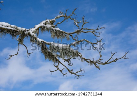 Large tree branches snowed with snow and in the background they have a blue sky with white poppies.