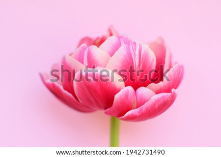 One delicate peony pink tulip close-up  on a pink background. Soft focus.