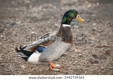 Male of mallard duck (Anas platyrhynchos) in natural environment.  Picture of male standing duck. Mallard duck stands on dry ground with dry leaves and sticks.