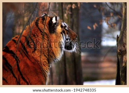 tiger among trees close picture