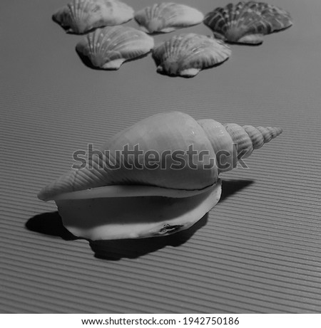 shells on Lined Background in Gray Filter