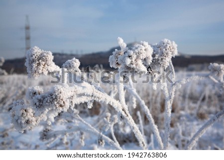 Flowers under a layer of snow on a winter day