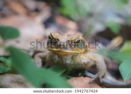 Close-up detail of a grumpy looking cane toad or giant neotropical toad (Rhinella marina) in the Daintree Rainforest, Queensland, Australia.