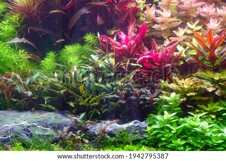 Colorful aquatic plants in aquarium tank with Nature Dutch style aquascaping layout