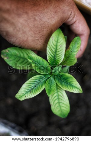 people who are planting crops. hands that are planting greenery