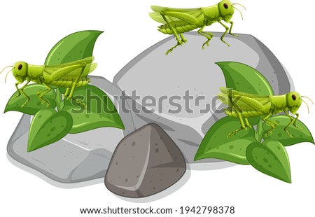 Many grasshopers on stones on white background illustration