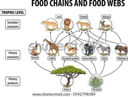 Education poster of biology for food webs and food chains diagram illustration