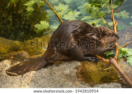 The Eurasian beaver (Castor fiber).  Royalty-Free Stock Photo #1942810954