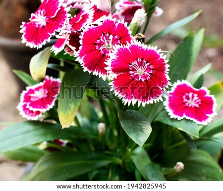Fresh red flower background picture