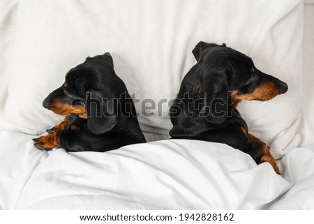 Two dachshund dogs sleep under warm blanket with their backs to each other like quarreled spouses, top view, copy space. Problem in relationships and the need to visit family psychologist. Royalty-Free Stock Photo #1942828162