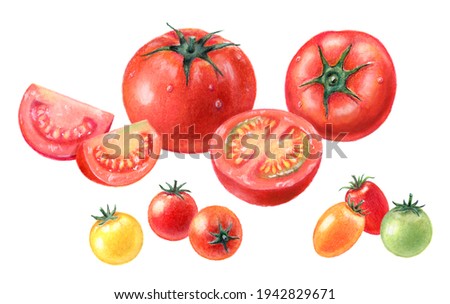 Illustration set of fresh tomatoes and cherry tomatoes