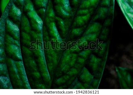 abstract green leaf texture, dark green foliage nature background, tropical leaf
