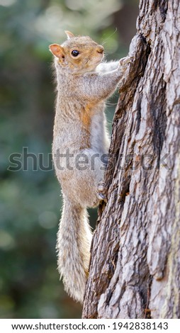 Eastern Gray Squirrel Hanging Onto Tree. Santa Clara County, California, USA.