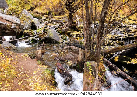 A swift stream, cascading down from the mountain, bending around stones and trees on its way. Boki river, Altai, Siberia, Russia.