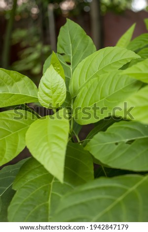 A vertical shot of green leaves on a blurred background