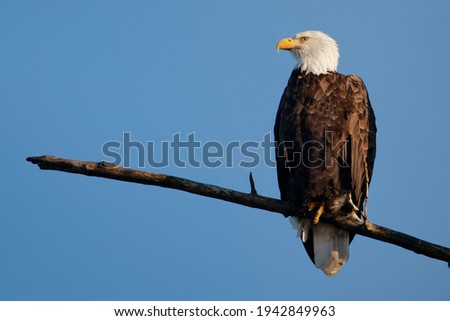 A low angle shot of a bald eagle on a tree branch with a blue background