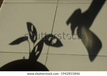 Shadows of a man watering monstera plant 
