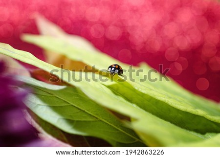 a ladybug crawls on autumn leaves on a red background