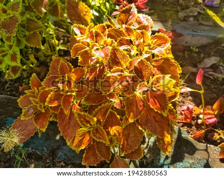 Sunkissed maroon coleus plant in Feyz Nursery Indonesia
