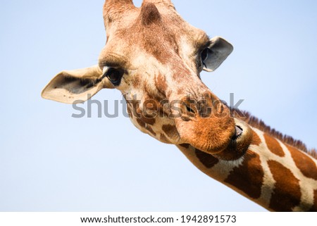 A macro photograph of a giraffe asking for food from a tourist at an open zoo in Kanchanaburi. Thailand, which is becoming popular with tourists to take pictures while feeding giraffes.
