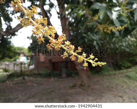 blooming mango tree in the front yard of the house