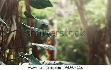 green leaves in the summer sun on a tree