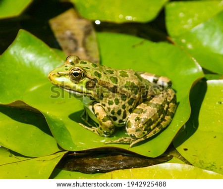 Marsh frog on water lily leaves. Nature Royalty-Free Stock Photo #1942925488
