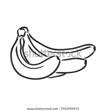 Banana fruit, bunch. Organic nutrition healthy food. Engraved hand drawn vintage retro vector lucuma illustration. Banana Isolated on white background