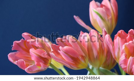 Isolatedpink tulips on a dark blue background for a banner, large format