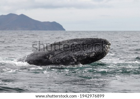 Gray whale (Eschrichtius robustus). Head of a gray whale close up. A whale in its natural habitat. Portrait of a whale in the water. Arctic marine animals. Bering Sea, Chukotka, Far East of Russia. Royalty-Free Stock Photo #1942976899