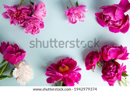 Beautiful pink peony flowers on blue background. Top view, flat lay, copy space.
