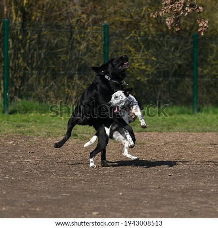 A Dalmatian fighting with a black Labrador Retriever at the training in a dog park