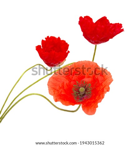 Flora of Gran Canaria -  Papaver rhoeas, common poppy  isolated on white background
