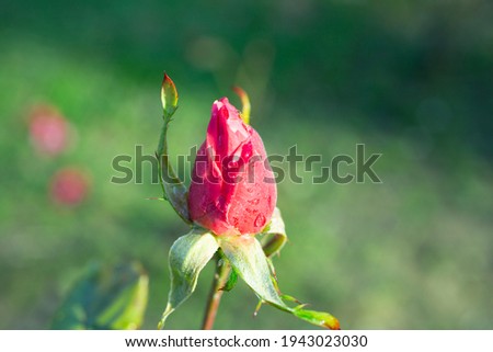 A red rose bud in the garden after the rain. A young pink bud on a stem on an abstract blue background, a place for text, a postcard Royalty-Free Stock Photo #1943023030