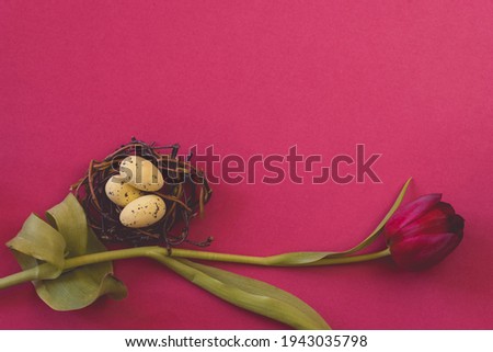 colorful easter eggs in nest and red tulip flower against purple background