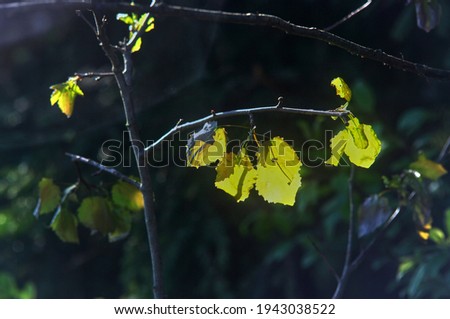 golden leaves in the light of the sun in spring, Moscow