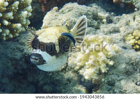 The masked puffer, Arothron diadematus fish from the Red sea