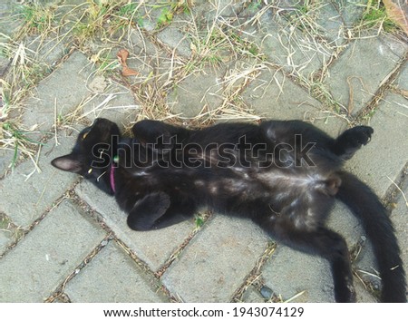 a sleeping black male cat lying on a brick stone