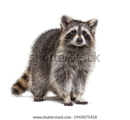 Young Raccoon standing in front and facing, Looking at the camera isolated on white Royalty-Free Stock Photo #1943075458