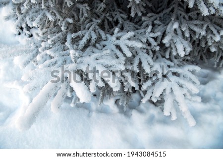Winter landscape with snowy trees and plants
