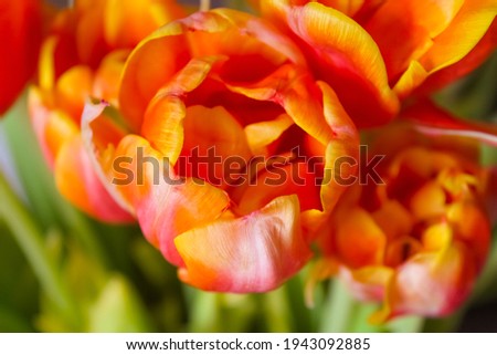 red-yellow tulip on a light pastel background.  Cute multicolored tulips, spring red, orange flowers.