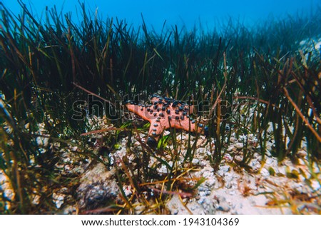 Starfish and sea weed underwater in tropical sea.