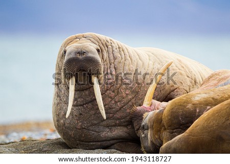 Walrus basking on the beach in the Arctic circle