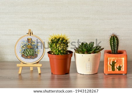 Still life with small cacti