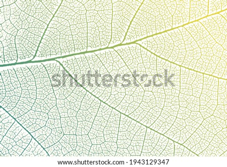 Green leaf veins texture. Vector nature background Royalty-Free Stock Photo #1943129347