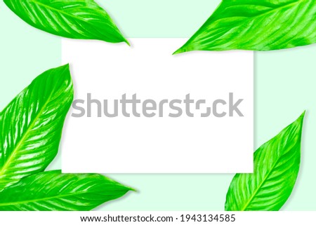 Creative layout from green leaves on a bright background. Сopy spaсe
