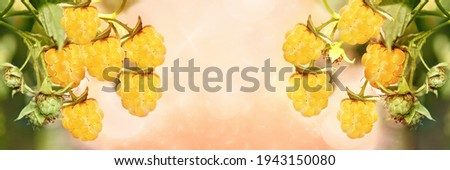 Yellow ripe raspberries on a branch, wide-screen unfocused background. Art design, banner
